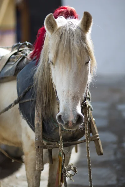 Cabeça de cavalo no Tibete — Fotografia de Stock