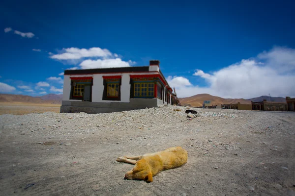 Hund schläft auf der Straße irgendwo in Tibet — Stockfoto