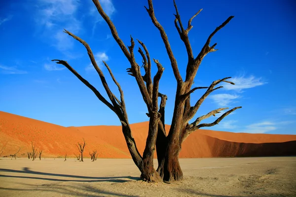 Dead tree in Sossusvlei — Stock Photo, Image