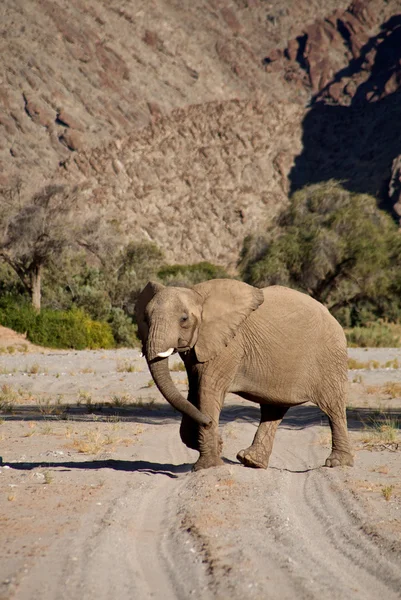 Elephants in the Skeleton Coast Desert — Stock Photo, Image