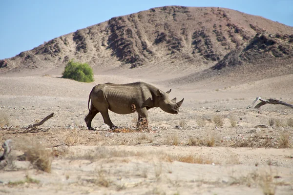Nosorożca czarny dziki w kaokoland. — Zdjęcie stockowe