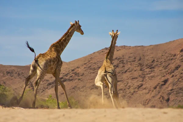 Jirafas corriendo —  Fotos de Stock