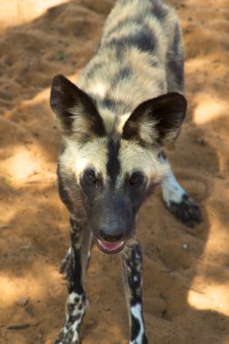 Afrika vahşi köpeği