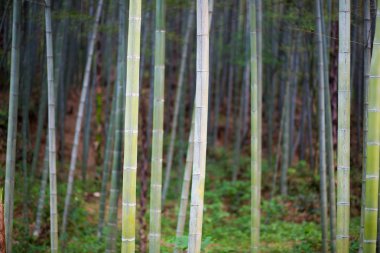 bambu ile parlayan güneş ışığı