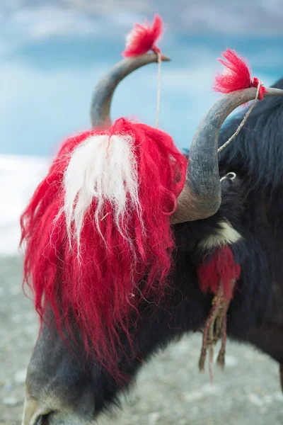 Yak al lago Namtso in Tibet — Foto Stock