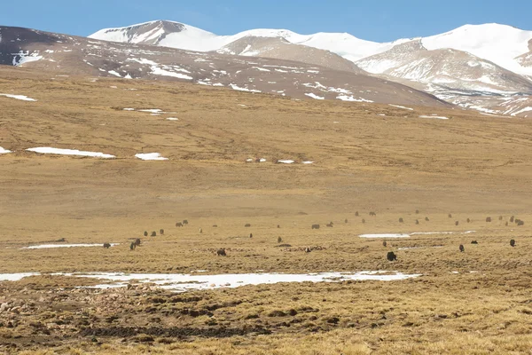 Himalaya otlatma yaks sürüsü — Stok fotoğraf