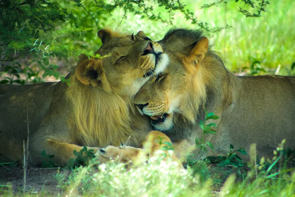 Lions in the bush — Stock Photo, Image