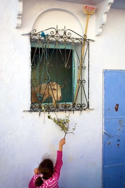 Tânăra fată dând mâncare caprei — Fotografie, imagine de stoc