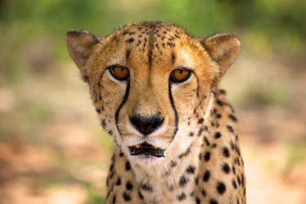 Gepard w Harnaś — Zdjęcie stockowe