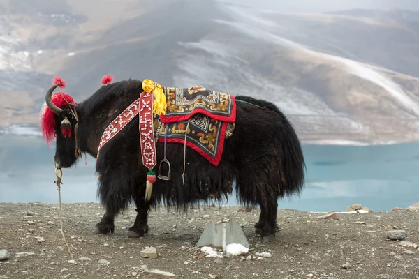 Yak en el lago Namtso en el Tíbet —  Fotos de Stock