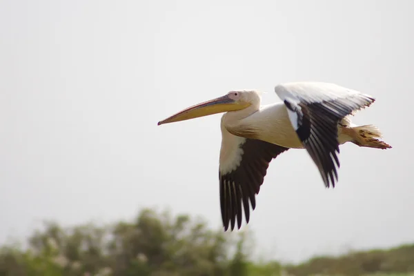 Pelicano voando no Senegal — Fotografia de Stock