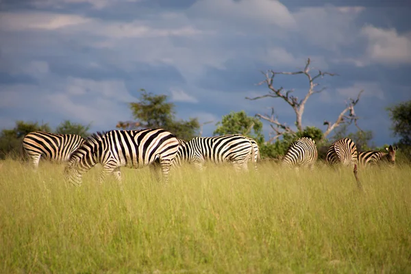Zebra w Botswanie — Zdjęcie stockowe