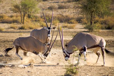 gemsboks mücadele