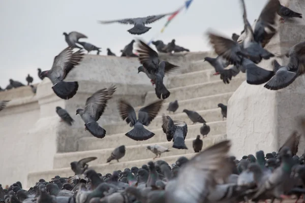 Pigeons on the Great stupa Bodnath, Kathmandu, Nepal — Stock Photo, Image