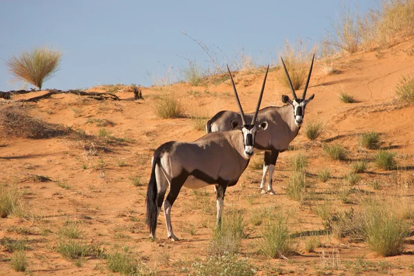 Dwa gemsboks w kalahari — Zdjęcie stockowe