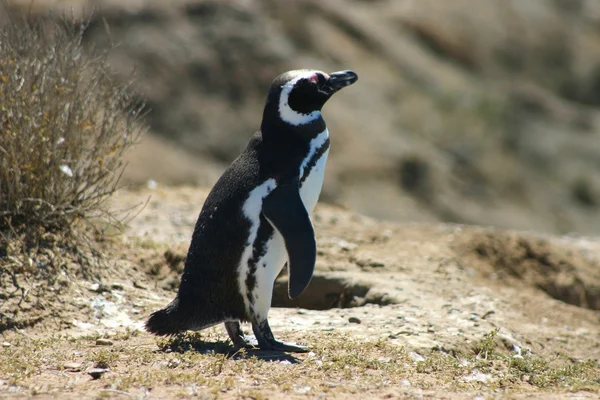 Pinguim-de-magalhães (Tierra del Fuego-Argentina) ) — Fotografia de Stock