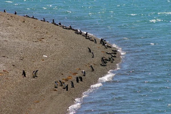 Pingüinos de Magallanes, Península de Valdés . —  Fotos de Stock