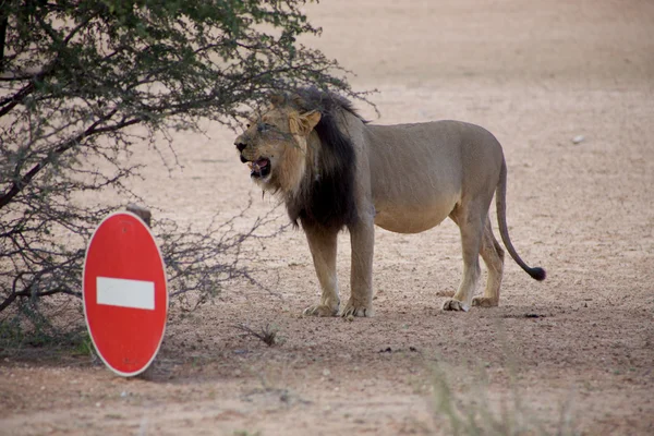 Detail of a lion in a Safari in Botswana — Stock Photo, Image