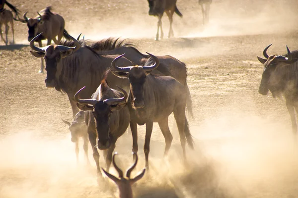 Blue Wilderbeast in South Africa — Stock Photo, Image