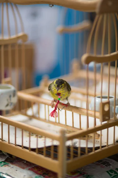 Pájaro en una jaula en Shanghai —  Fotos de Stock