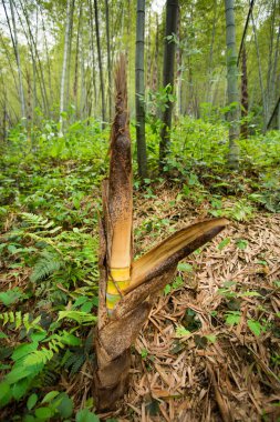 hangzhou bambu ormanında