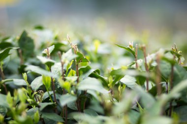 doğa arka plan yapraklar