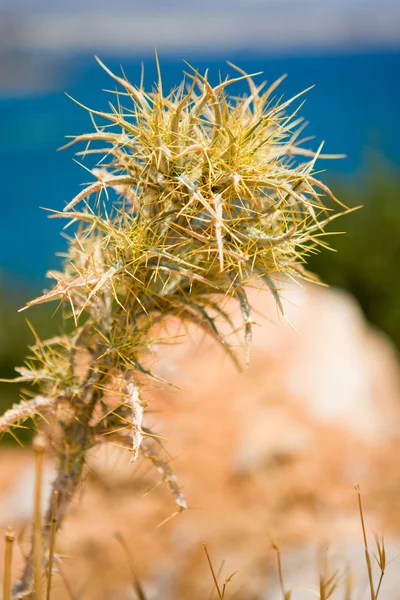 Close up van een Griekse plant — Stockfoto