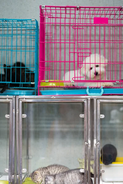 Cão e gatos em gaiolas — Fotografia de Stock