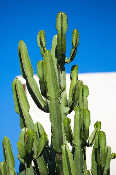 Close up van een enorme cactus in rethymon — Stockfoto