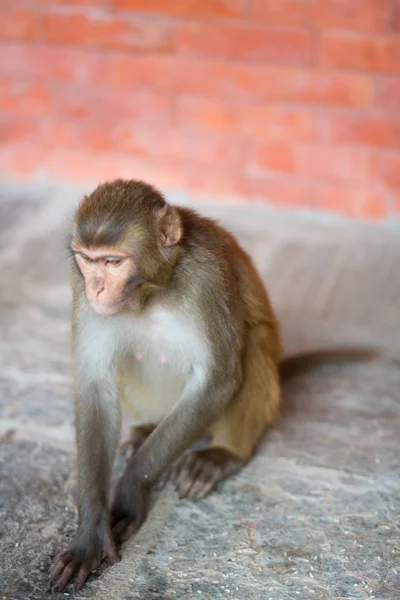 Małpa w świątynię swayambhunath w Nepalu — Zdjęcie stockowe