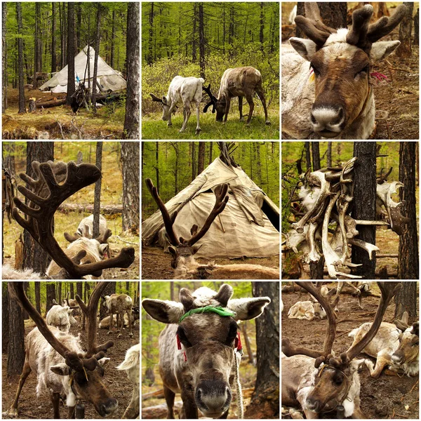 Renas na floresta na Mongólia — Fotografia de Stock