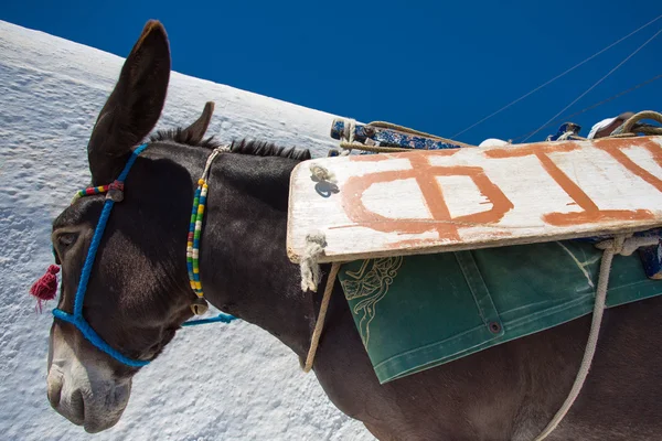 Esel in Santorini mit blauem Himmel — Stockfoto