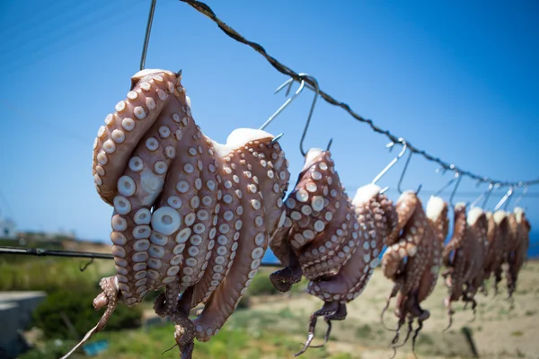 Kurutulmuş Paz ahtapot, Yunanistan'da balıkçılık geleneksel — Stok fotoğraf