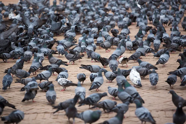 Um grupo de pombos em Katmandu — Fotografia de Stock