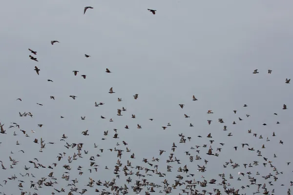 Grupa gołębie w kathmandu — Zdjęcie stockowe