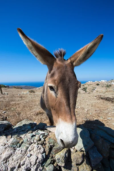 Μεγέθυνση από ένα μουλάρι μέσα στο ξηρό τοπίο της Φολεγάνδρου — Φωτογραφία Αρχείου