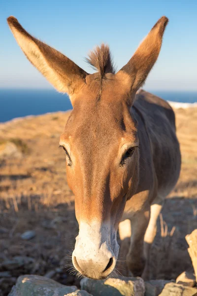 Da vicino da un mulo sulla costa — Foto Stock