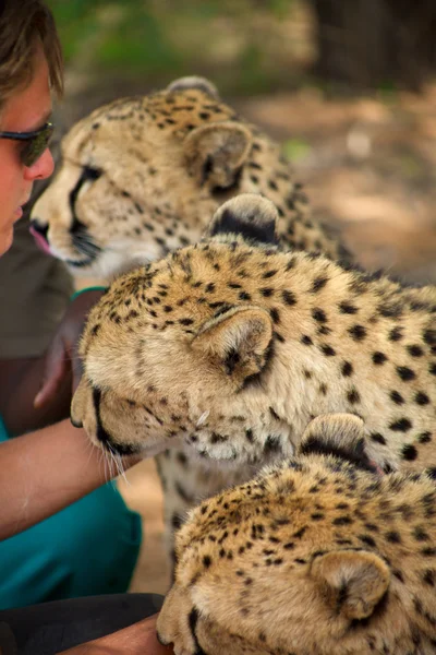 Cheetahs in Harnas — Stock Photo, Image