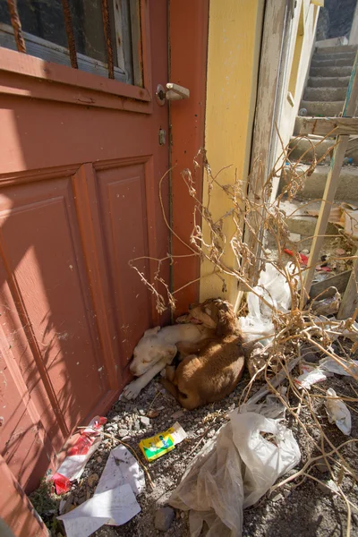 Dvě štěňata spí v špinavé rohu v Řecku — Stock fotografie