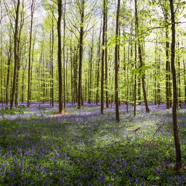 Gaillardia çiçek yakın çekim