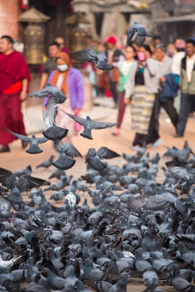 Група голуби рано вранці в ступи Boudhanath — стокове фото