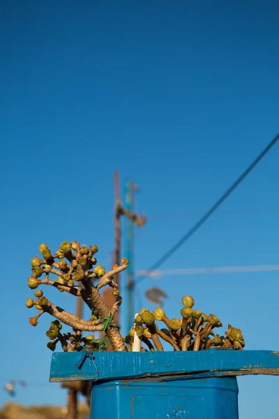 Blå målade blomkruka och unga växten på taket av ett hus — Stockfoto