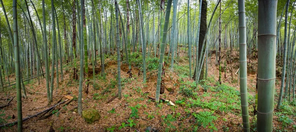 Floresta de bambu em China — Fotografia de Stock