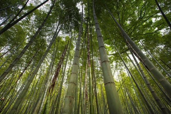 Bambuskog i hangzhou, Kina — Stockfoto