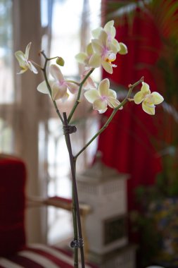 Afrodit orkide cins bir yakın çekim