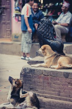 bhaktapur sokakta oturan köpekler