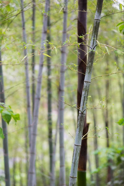 Bosque de bambú en Hangzhou, región donde el famoso té Longjing — Foto de Stock