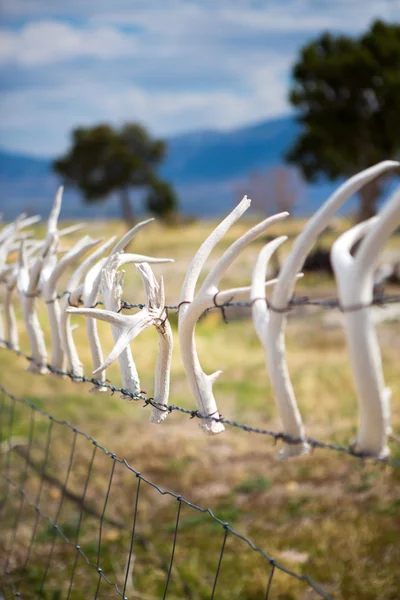 Deer Antlers on a fence, Nevada — Stock Photo, Image