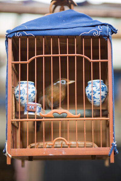 Bird cage with a small bird at the birds market in Shanghai