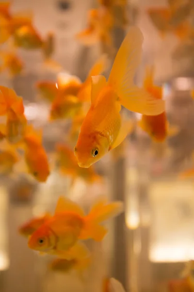 Peixe em Aquário no Palácio dos Césares — Fotografia de Stock